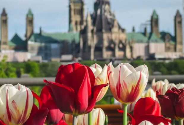 Ottawa-Tulip-Festival-Alexandra-Bridge-640x960